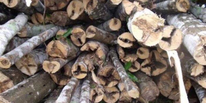 Ternyata Ini yang Bikin Kayu Gaharu Dihargai Rp 1,45 Miliar Per Kilogram