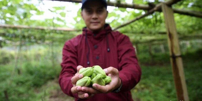 Menginspirasi! Ogah Jadi Karyawan, Pemuda Bandung Malah Jadi Petani Sukses