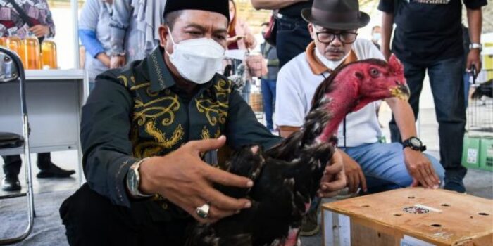 Dadang Supriatna: Ayam Shamo Potensial Secara Ekonomi