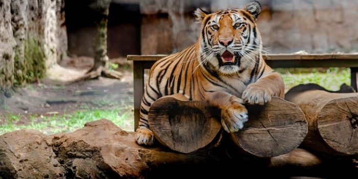 Kebun Binatang Bandung Kolaps?