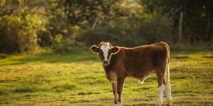 Tips Aman dan Sehat Memilih Hewan Kurban di Tengah Wabah PMK