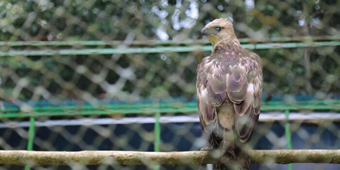 Inilah 5 Destinasi Wisata di Jawa Barat untuk Para Pecinta Hewan Liar