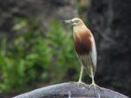 Habitat Burung Kuntul Kerbau dan Blekok Sawah Yang Makin Terdesak