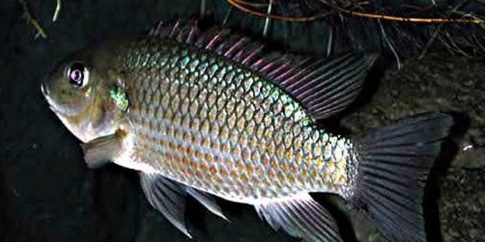 Ikan Mujair dan Sungai Serang