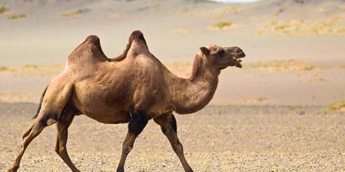 Pilihan Terbaik Hewan Kurban: Unta, Sapi, atau Kambing? Ini Penjelasan Muhammadiyah