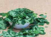 Sudah Ada Sejak Kebudayaan Mesir Kuno, Inilah Manfaat Daun Kelor Untuk Kesehatan