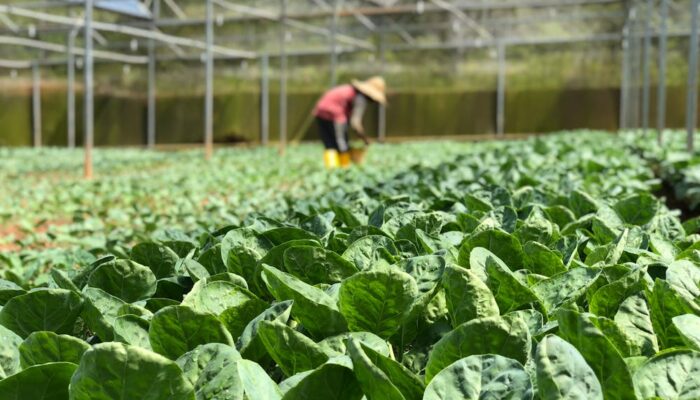 Daftar Mata Kuliah Jurusan Agribisnis UM Bandung, Lengkap dari Semester 1-8
