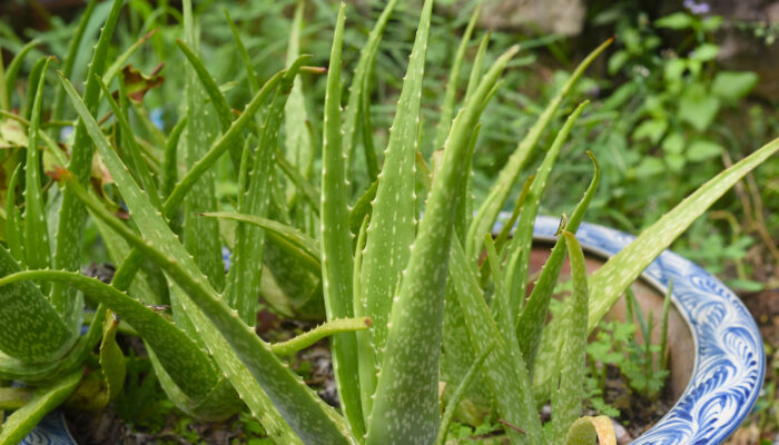 Manfaat Tanaman Lidah Buaya untuk Kesehatan Kulit dan Kehidupan Sehari-hari