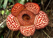 Pesona Rafflesia Hasseltii yang Mekar di Muratara: Jejak Langka di Hutan Sumatera
