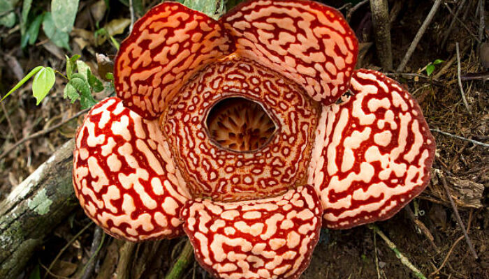 Pesona Rafflesia Hasseltii yang Mekar di Muratara: Jejak Langka di Hutan Sumatera